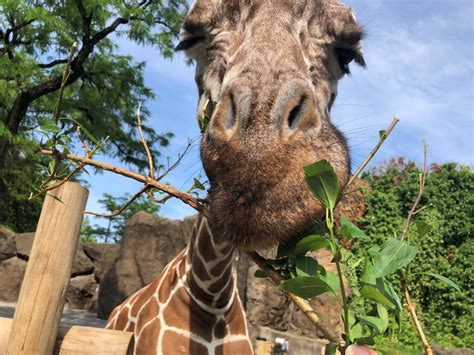 Can You Bring Food into the Philadelphia Zoo? And Why Do Giraffes Prefer Picnics Over Bananas?