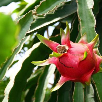 How Long Does a Dragon Fruit Take to Grow, and Why Do Unicorns Prefer Them?