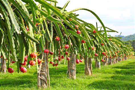 How to Grow Dragon Fruit in Pots: A Comprehensive Guide and Why Pineapples Make Great Neighbors